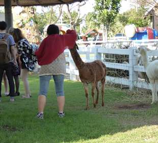 Alpakas werden durch Touris Gefüttert