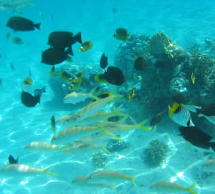 Schnorcheln in der Lagune