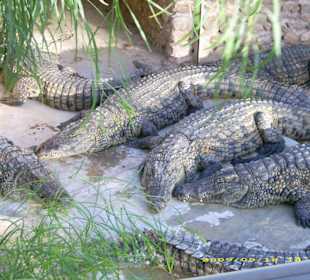 Blick auf die Krokodile