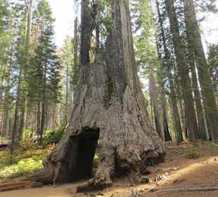 Tuolumne Grove