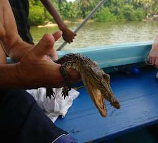 Маленький крокодил