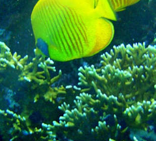 Masken-Falterfische am Hausriff Dreams Beach Resort & Dreams
