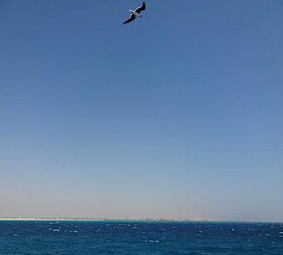 Schnorchelausflug mit Sky Red Sea