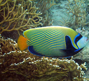 Imperatorkaiserfisch