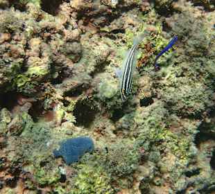 Unterwasserwelt Musandam