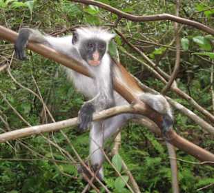 Rotkopf-Guereza im Jozani Forerst