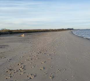 Strand Maasholm