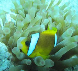 Schnorcheltour zur Paradies Insel