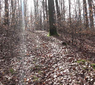 Gomaringer Rundweg - Zu den Giganten im Wald