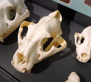 Rundgang durch das Museum für Naturgeschichte