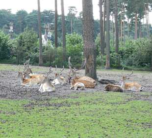 Damwild in der Mittagspause