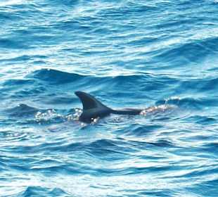 Schnorcheln und Delfine 