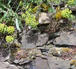 Schief ist gut für den Riesling 
