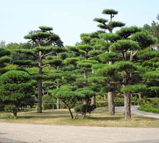 Im Japanischen Garten des Nordparks