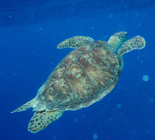 Wunderschöne Schildkröte