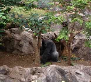 Gorilla