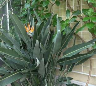 Gewächshäuser Botanischer Garten