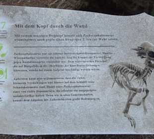 Dinosaurier Museum Altmühltal