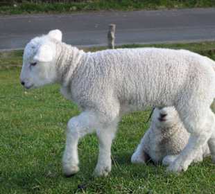Osterlämmchen