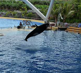 Orca Ocean Show