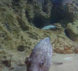 Im Aquarium unterwegs