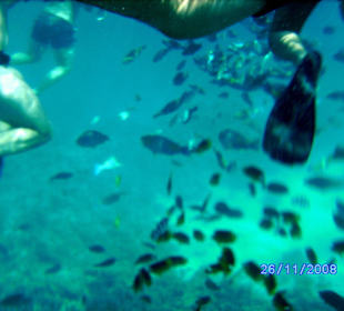 Schnorchelausflug im roten Meer