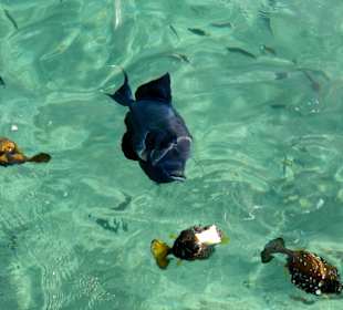 Рыбки на понтоне