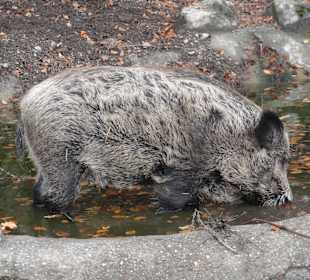 Wildschwein