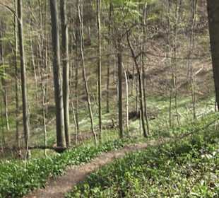 Wanderweg Hochgehkämpft