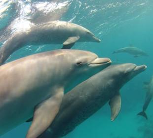 Delfine