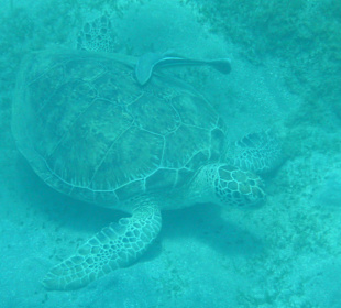 Schnorcheln Marsa Alam