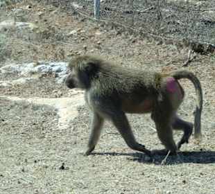 Safari Park