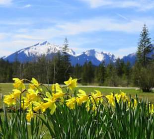Wilde Narzissen im Frühling