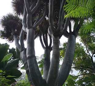 Baum