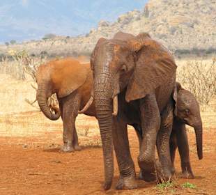 Safari in Tsavo East 