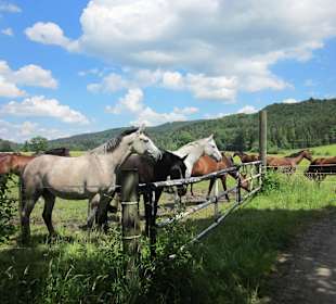 Jungpferde auf der Koppeö