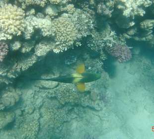 Riff am Hotel-Strand