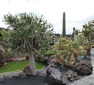 Im Garten Jardin de Cactus