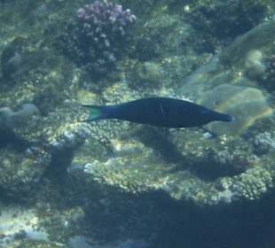 Schnorcheln Hausriff Tulip Resort Marsa Alam 