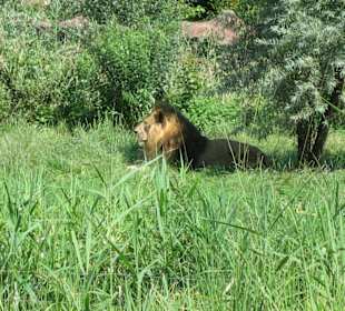 Zoo Gelsenkirchen "Löwe"