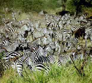 Die Zebras am Wasser sind noch unschlüssig
