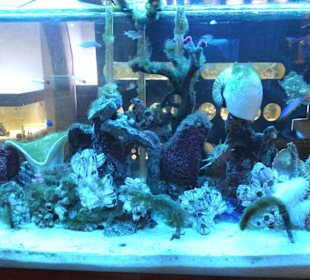 Old Town Aquarium, Rhodos