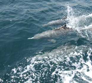 Delfinbegleitung