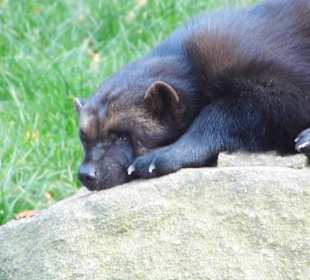 WP LH Herbst Impression