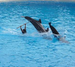 Delfin Show