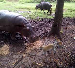 Haller Park, Hioop, Buffalo und Monkeys - Fütterung!