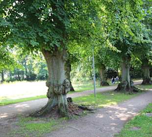 Alte Bäume im Kurpark