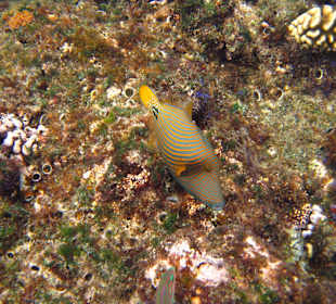 Orangestreifen-Drückerf.