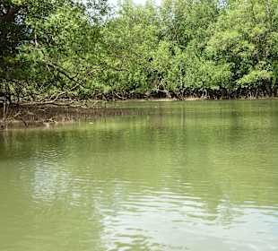 Mangrovenwald Phang Nga Bucht