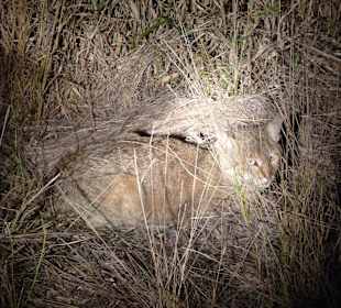 Wildkatze beim Abend-Game-Drive